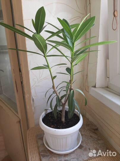 Олеандр розовый махровый