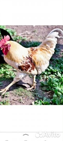 Петухи