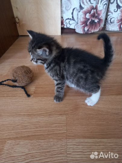 Отдам котят в хорошие руки бесплатно