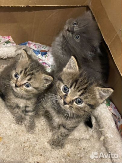 Котята 2 месяца