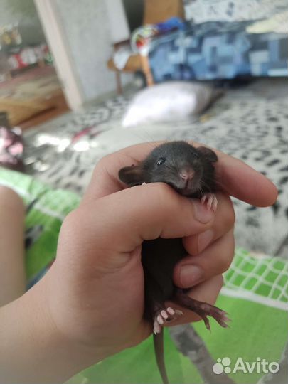 Крыса дамбо