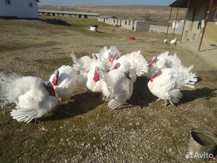 Индюки домашние