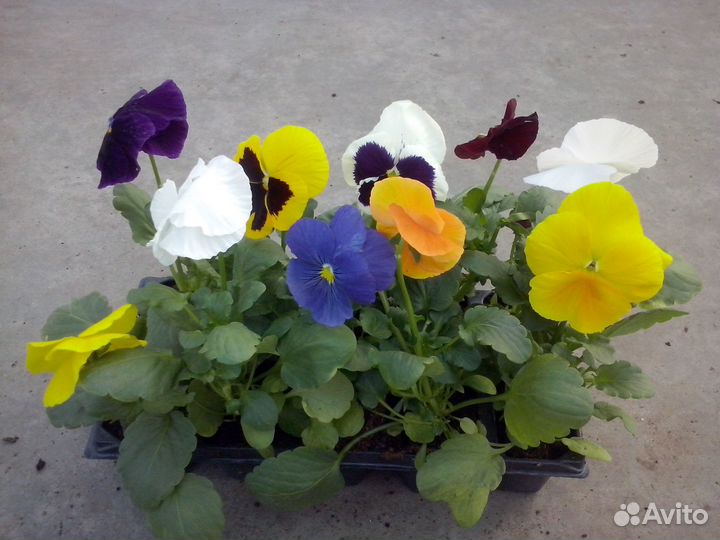 Виола рассада