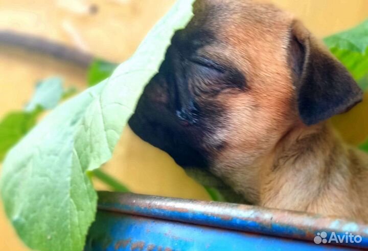 Щенки мопса РКФ