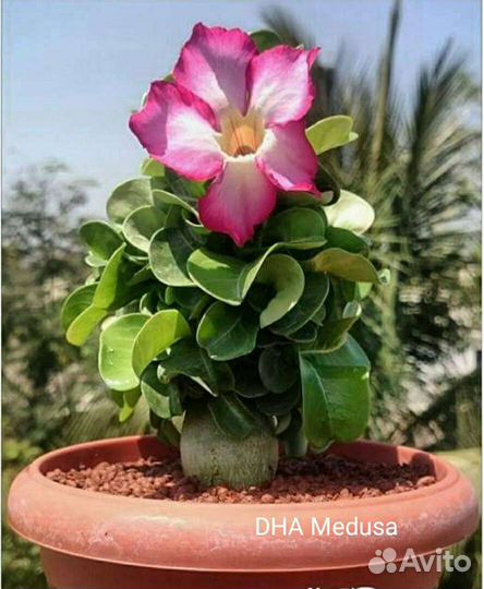 Адениум. Семена барашков(DHA)