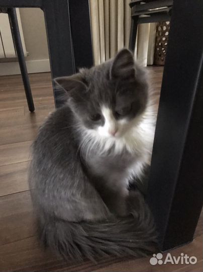 Кот 5 месяцев