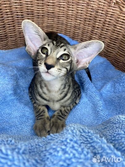 Ориентальная