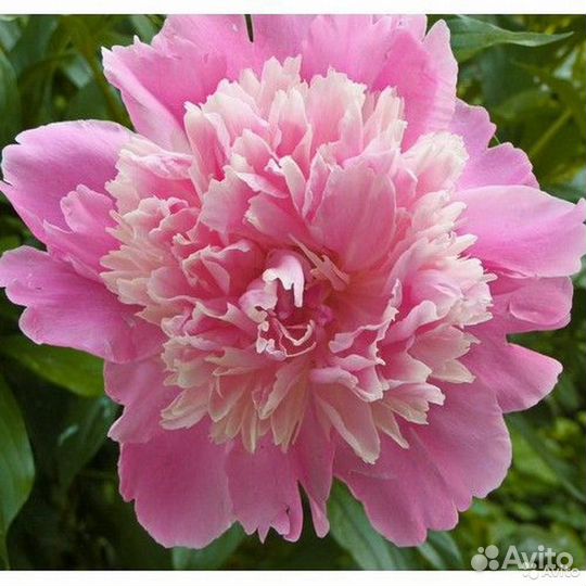 Пионы, флоксы многолетние