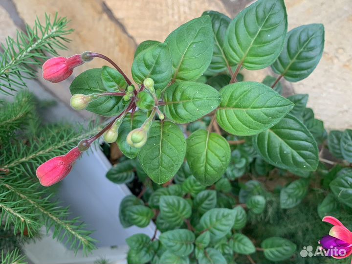 Фуксия, Герань