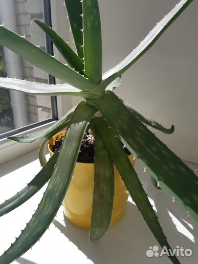 Цветок алоэ