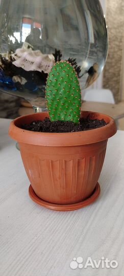 Кактусы и суккуленты