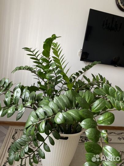 Замиокулькас