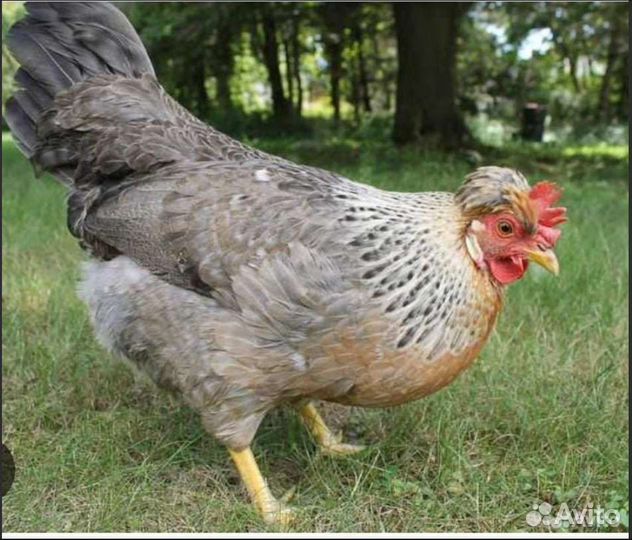 Куры молодая семья породы брама