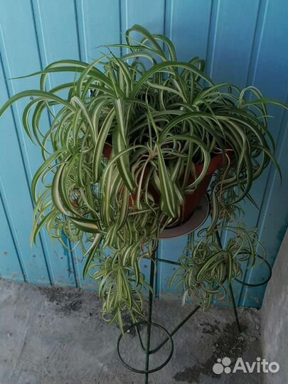 Хлорофитум