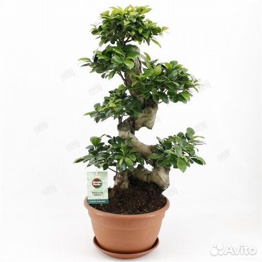 Фикус гинсенг S-образный Ficus ginseng S-type 60/2