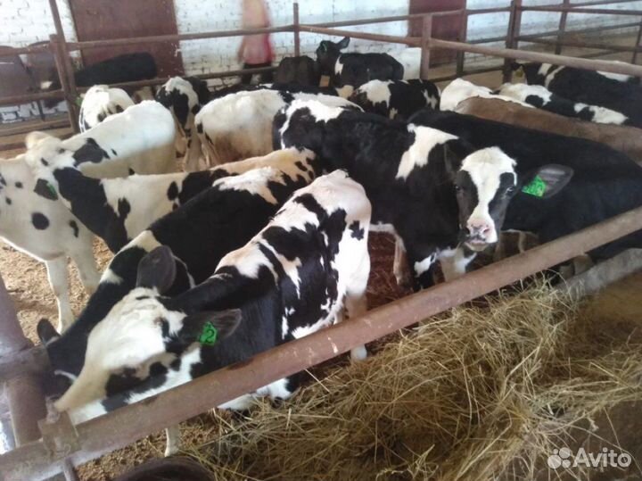 Телята телочки