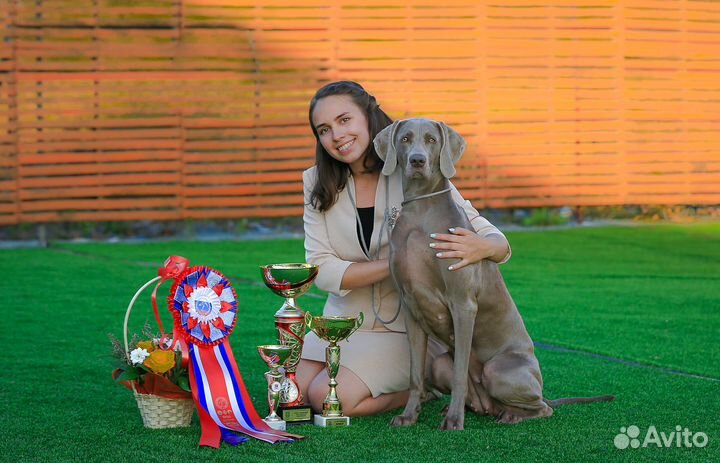 Щенки веймаранера внуки Чемпионов Мира