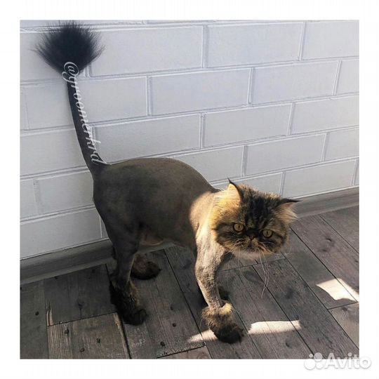 Стрижка кошек с выездом на дом,опытный грумер
