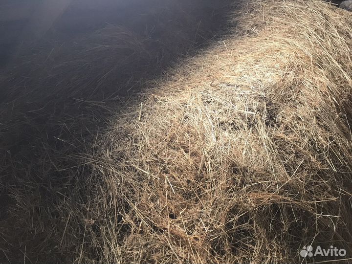 Продам сено
