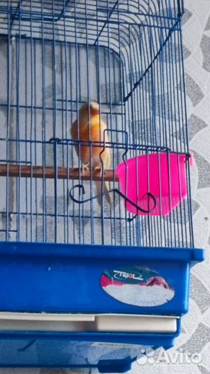 Кенара и канарейки