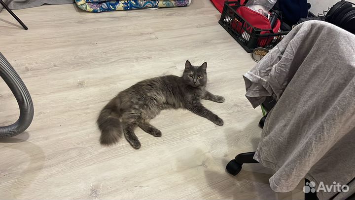 Кошка в дар