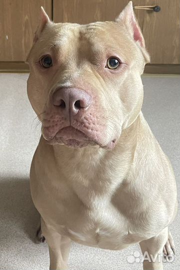 Питбультерьер вязка