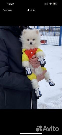 Дождевик комбинезон для мелких собак