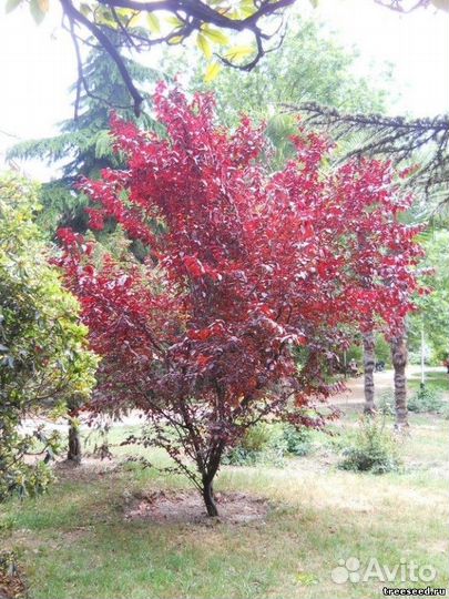 Слива, разные виды, семена