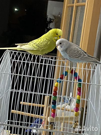 Чех и волнистик