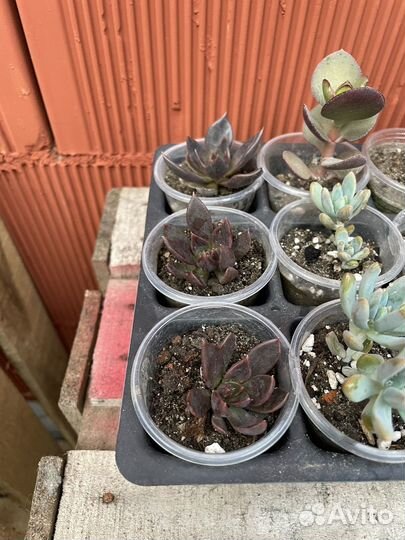 Суккуленты