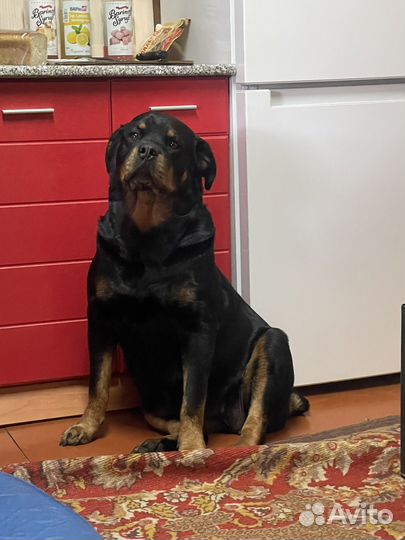 Щенки ротвейлера