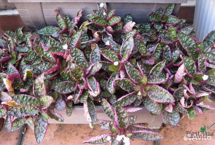 Молинезия вольная (Poecilia salvatoris)