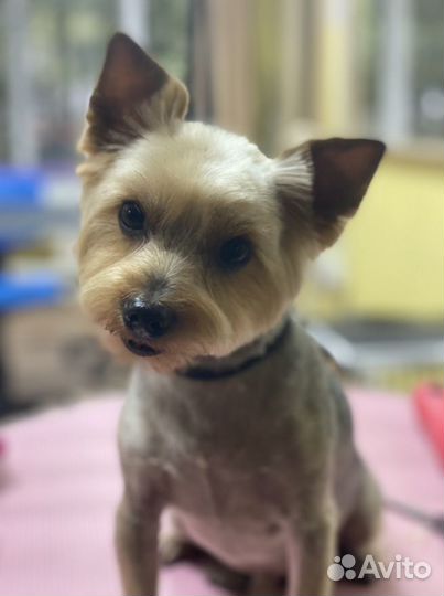 Стрижка собак и кошек в Москве