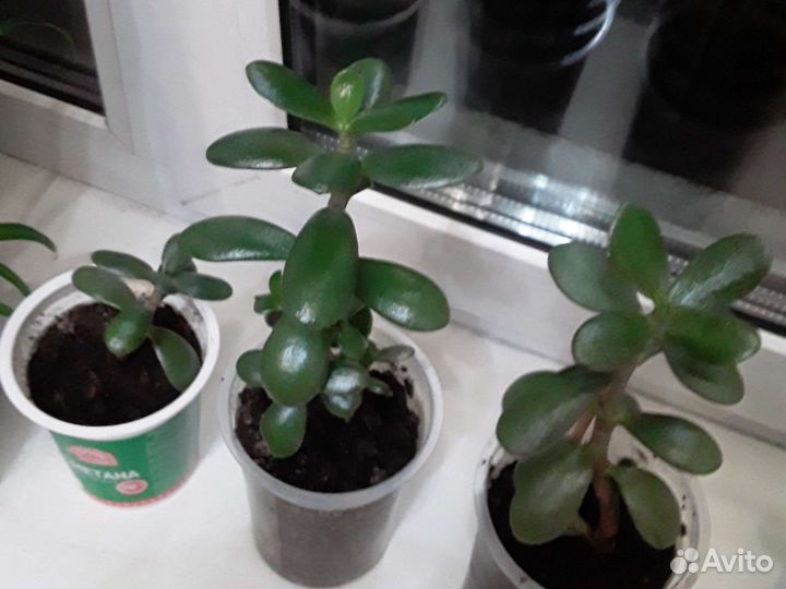 Денежные деревца