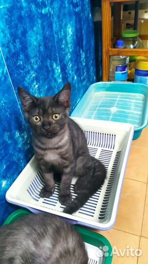 Котята