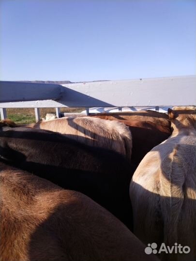 Бычки и быки