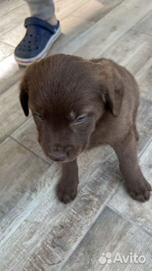 Отдам в добрые руки щенков