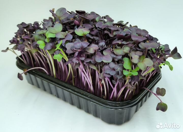 Сок витграсс и микрозелень