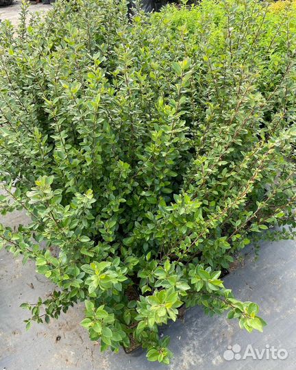 Кизильник блестящий