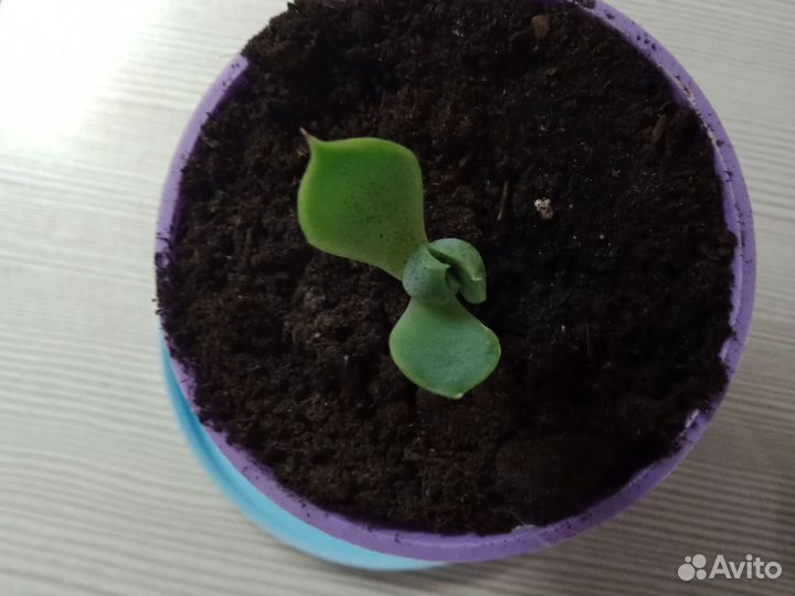 Суккулента