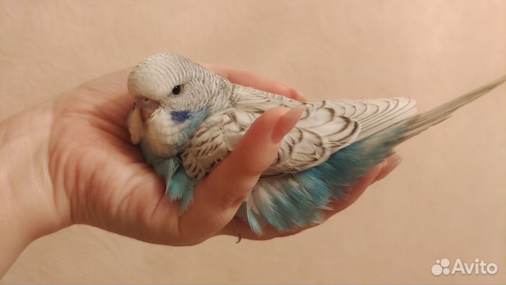 Попугаи ввп чехи