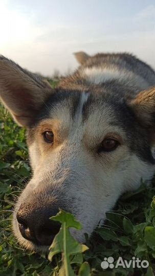 Вязка кобеля