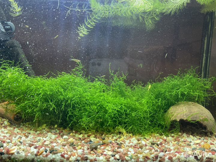 Прополка акваримуные растения