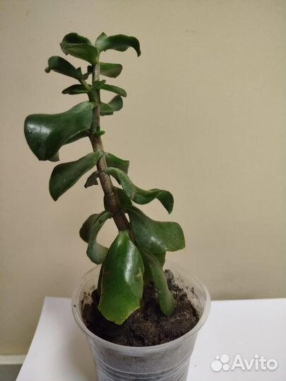 Крассула Кудрявая