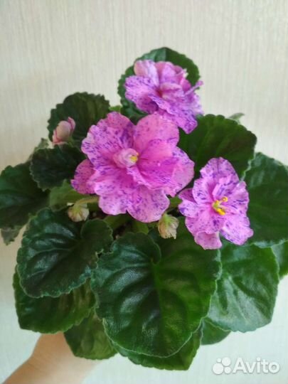 Фиалка сортовая