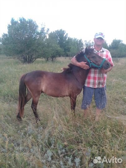 Орлик - пони