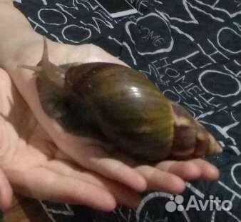 Улитки ахатины бесплатно
