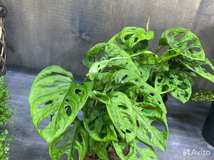 Монстера адансони манки мэск