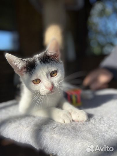 Котенок мальчик 2 месяца