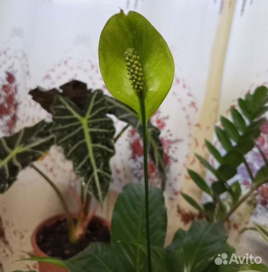 Спатифиллум